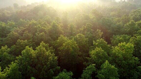 飞过被冉冉升起的太阳照亮的绿色森林空中射击UHD