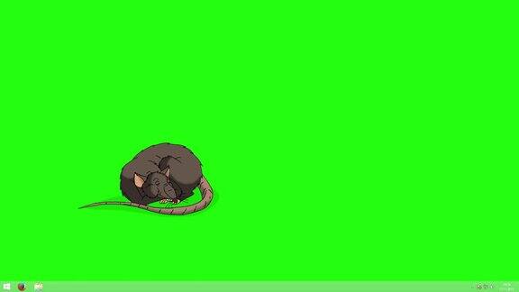 棕色老鼠睡着了醒来的动画颜色键