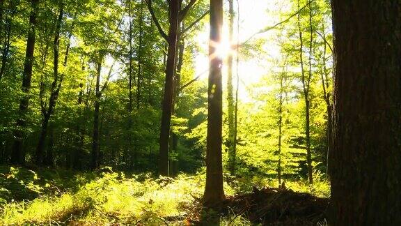 阳光穿过树叶照进森林深处