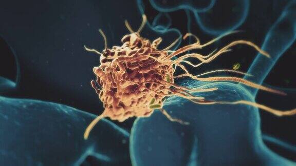 巨噬细胞捕获并吞噬细菌吞噬作用