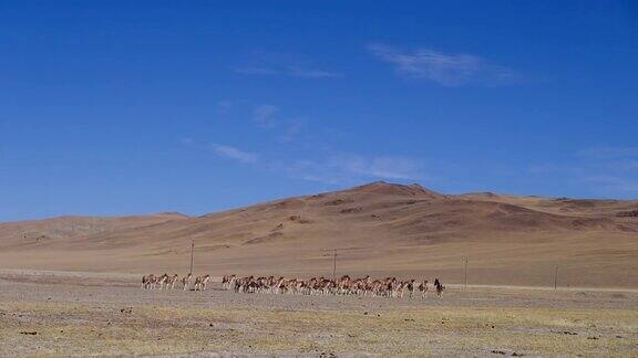西藏阿里地区的野驴群在迁徙和行走