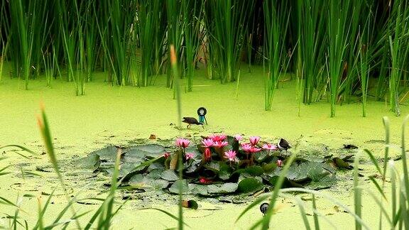 白胸水禽在一个池塘的观点