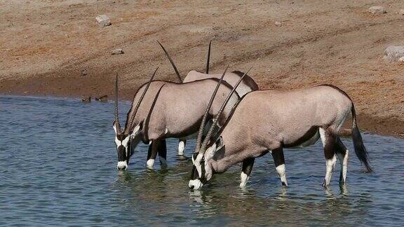 大羚羊(羚羊)饮水埃托沙国家公园