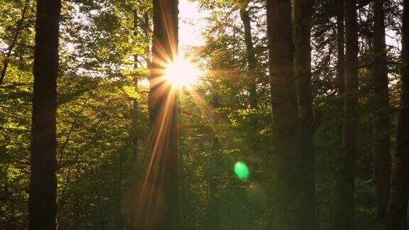 阳光穿过森林