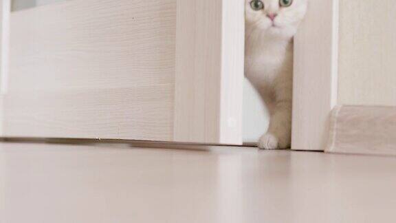 一只白色的英国小猫进入了门的白色槽
