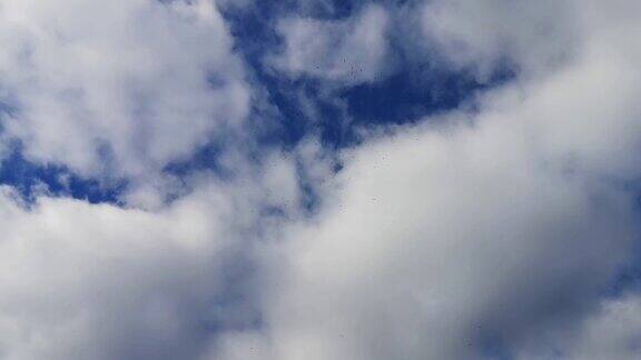 一群海鸥在天空中高高地飞翔
