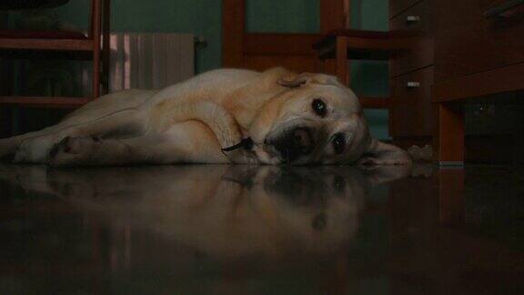 一只拉布拉多猎犬躺在家里的地板上
