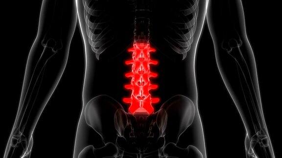 人体脊柱腰椎解剖学