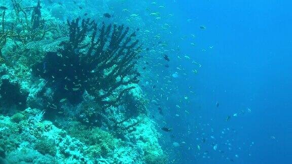 珊瑚礁附近的海底生物