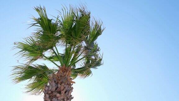 有风天气的棕榈树
