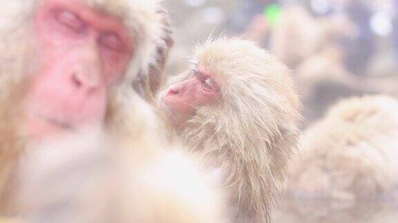 日本长野一种日本猕猴在温泉中洗澡