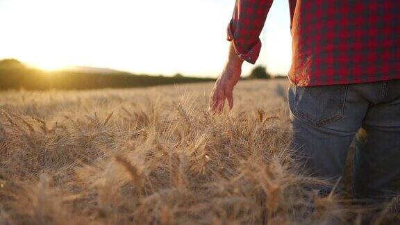 一位中年农民抚摸着金黄的麦穗