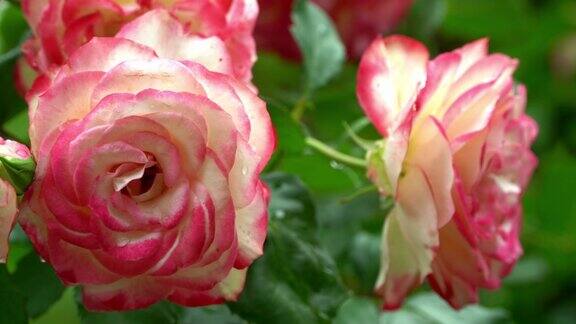近距离粉红色玫瑰花的背景与露珠夏季花园