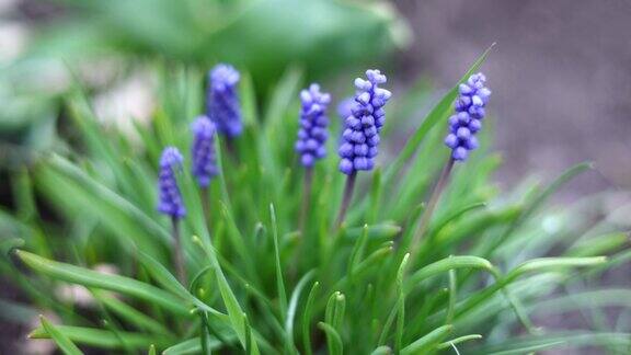 蓝色花朵在微风中颤抖的特写春天的花静态照相机高质量4k镜头