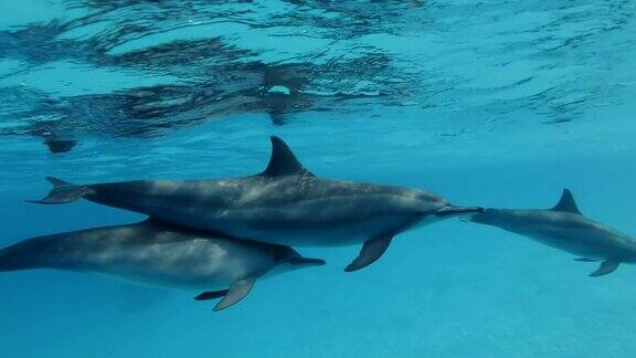 一群海豚在蓝色的水面下慢慢地游着慢动作特写镜头水下镜头飞旋海豚(Stenellalongirostris)在红海萨塔亚礁(海豚屋)马萨阿拉姆埃及非洲