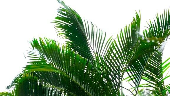 风吹着绿色的棕榈叶在白色的天空背景上慢动作