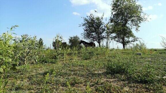 两匹马并排站着这是父母保护孩子绿色的草地高高的草地上有两匹马远程全景