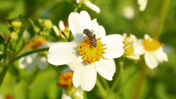 蜜蜂在田里吃花的花粉