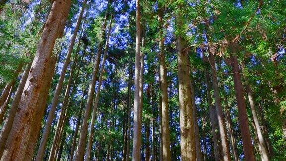 阳光照耀的日本雪松林