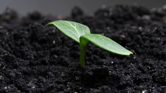 在温室农业中植物在春季生长发芽新生黄瓜植株