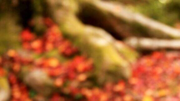 京都山名区Bishamondou秋天的红叶