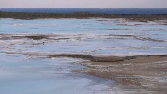 蓝色的盐湖上的海鸥