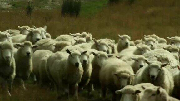 牧羊犬把羊群聚集在一起