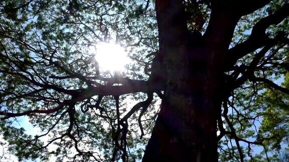 阳光或阳光透过森林中的树叶镜头平移