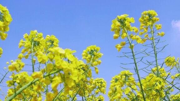 蓝天下盛开的油菜籽花