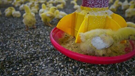 饲养家禽黄色的雏鸟吃特殊饲养者提供的复合饲料食品生产行业特写镜头