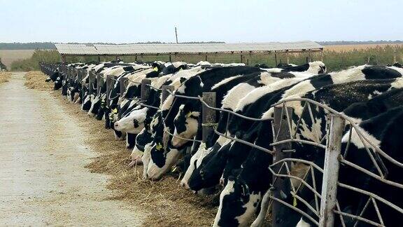 奶牛喂养在现代农场家畜吃干草农业的农场