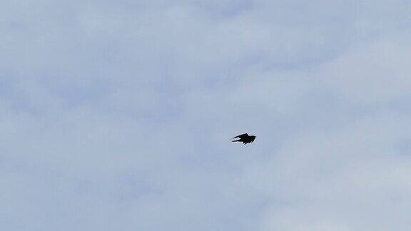 慢镜头乌鸦在天空飞翔
