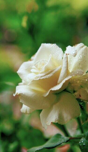 树上的白玫瑰带着雨滴