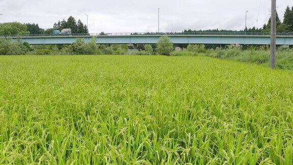 日本稻田旁有一座公路桥