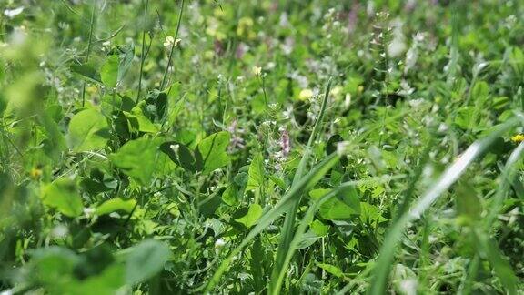 草地上的花在风中摇曳特写镜头照相机在一个春天的早晨穿过花田美丽的自然4k视频背景