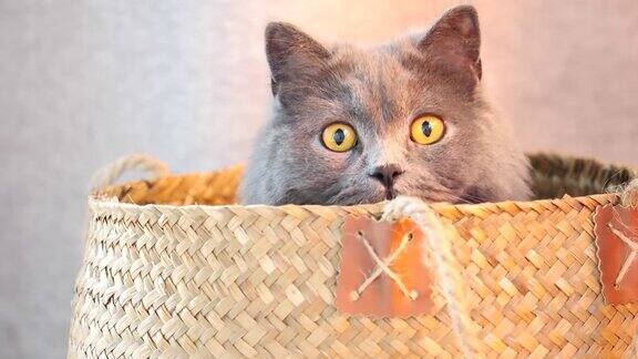 可爱的英国蓝猫躲在篮子里警觉地四处张望有趣的宠物4k视频慢镜头