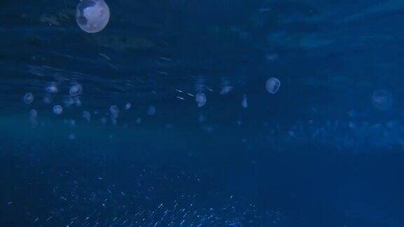 水下蓝鱼水母