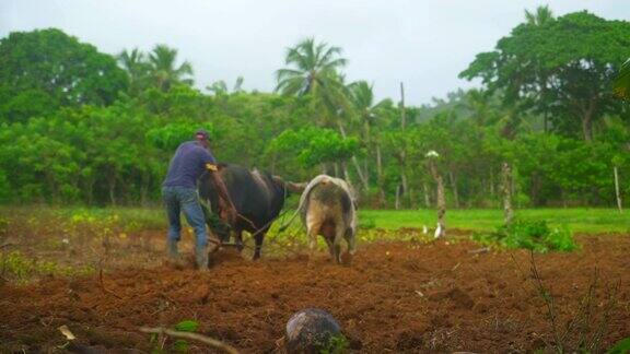 农夫正在田里和牛一起干活