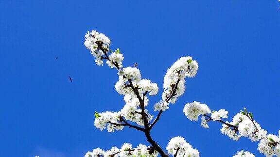 樱花的枝头映衬着蔚蓝的天空