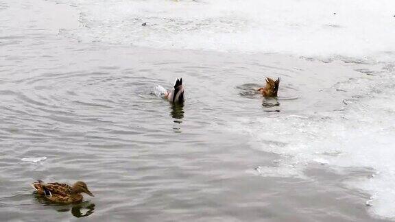 鸭子在冰冷的水中游泳鸭子在冬天结冰的河里钓鱼鸟在水里