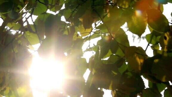 阳光透过树叶照进来