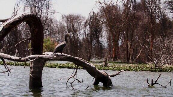 图为在肯尼亚奈瓦沙湖中央鸟儿们正栖息在枯树上