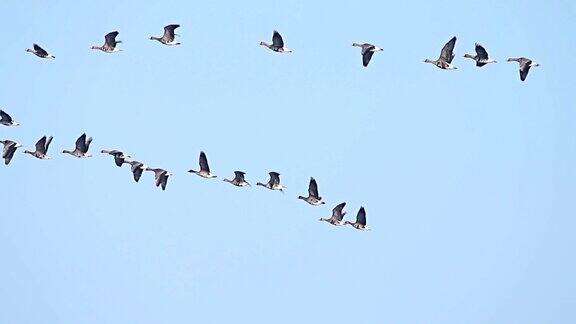 鸟群大雁列队飞翔蓝天为背景