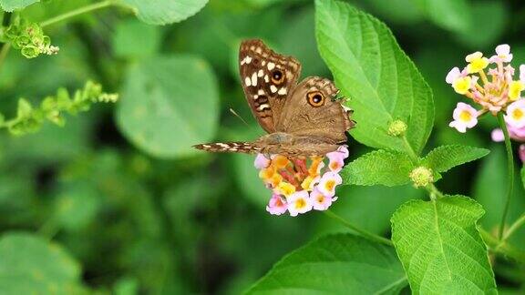 蝴蝶吮吸花蜜在西印度兰塔纳花