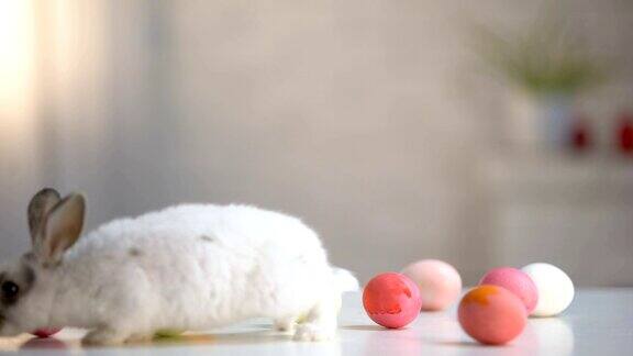 桌子上的兔子与彩色鸡蛋