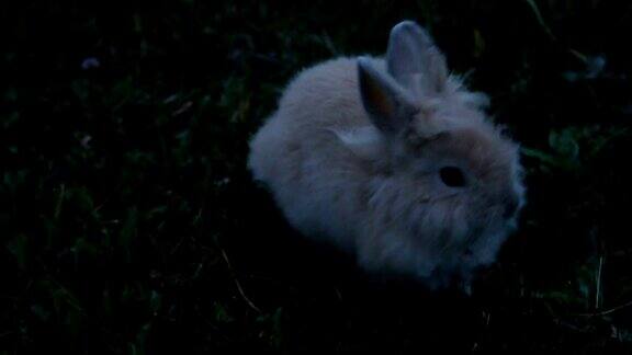 草丛中的小兔子