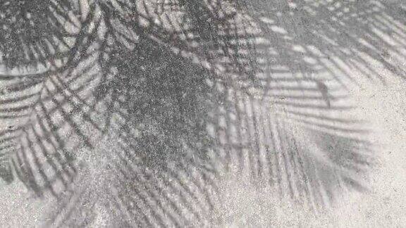 棕榈叶的影子在风中吹拂着白色的混凝土墙背景