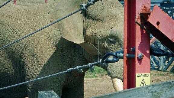 动物园里电动围栏后的大象