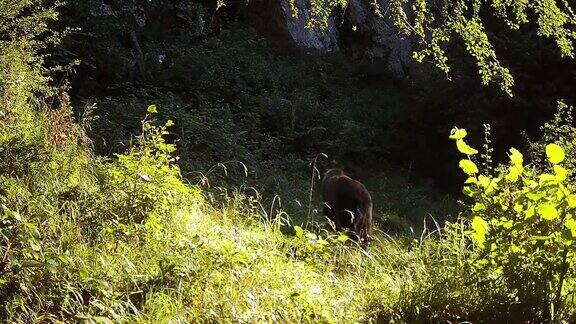 追踪摄像头拍到一只熊在树林里觅食