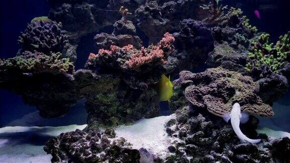 采购产品水族馆鱼缸珊瑚礁动物自然